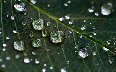 A leaf with droplets of water