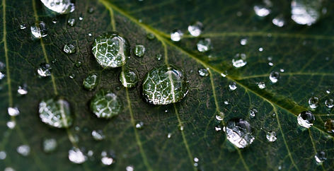 Raindrops on Leaf