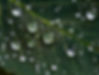 Dew Drops