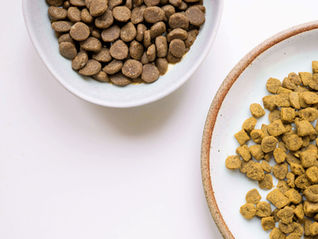 Multiple plates with different dog foods