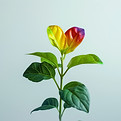 Rainbow-Colored Plant