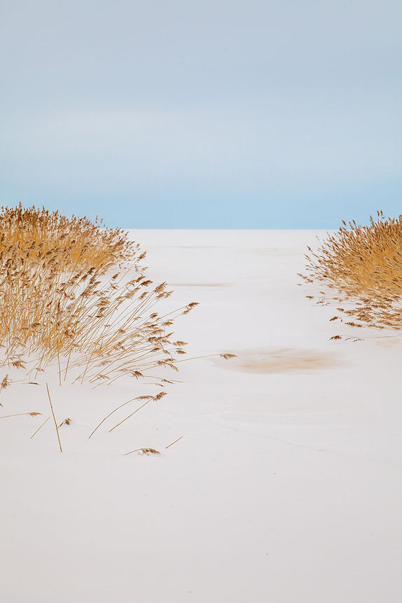 Desert and Common Reeds