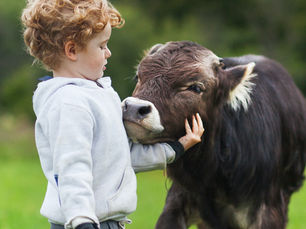 The Art of Cow Cuddling: 4 Sanctuary Destinations to Embrace Bovine Bliss