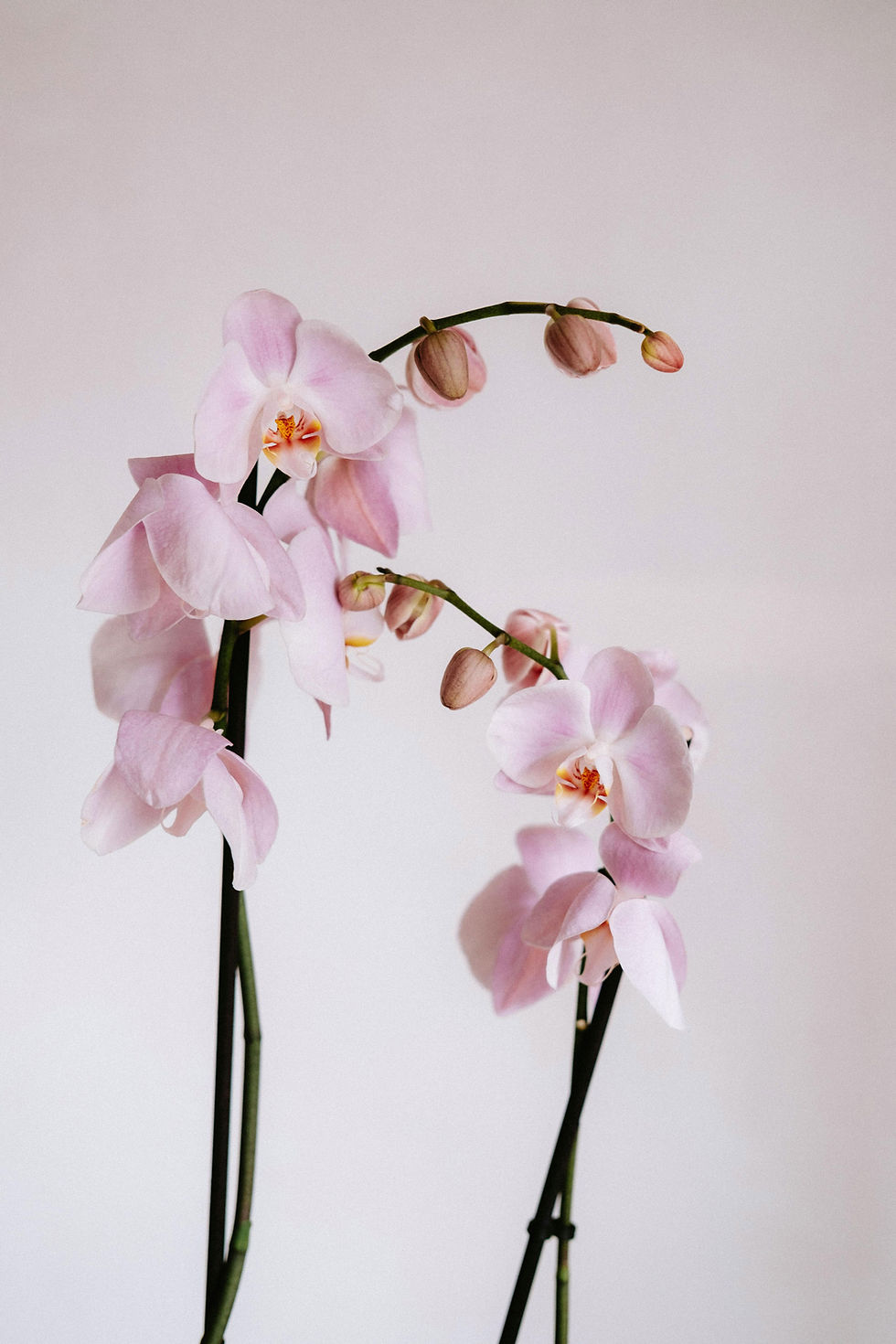Pink Orchid Flowers