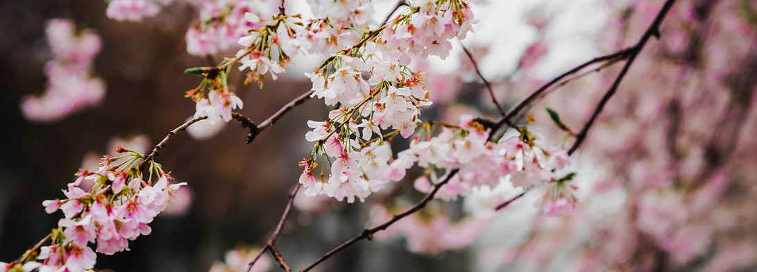 Fleurs de cerisier