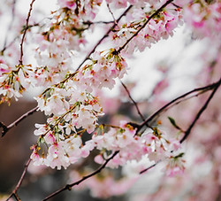 Flores de cerezo