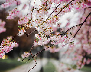 Cherry Blossoms