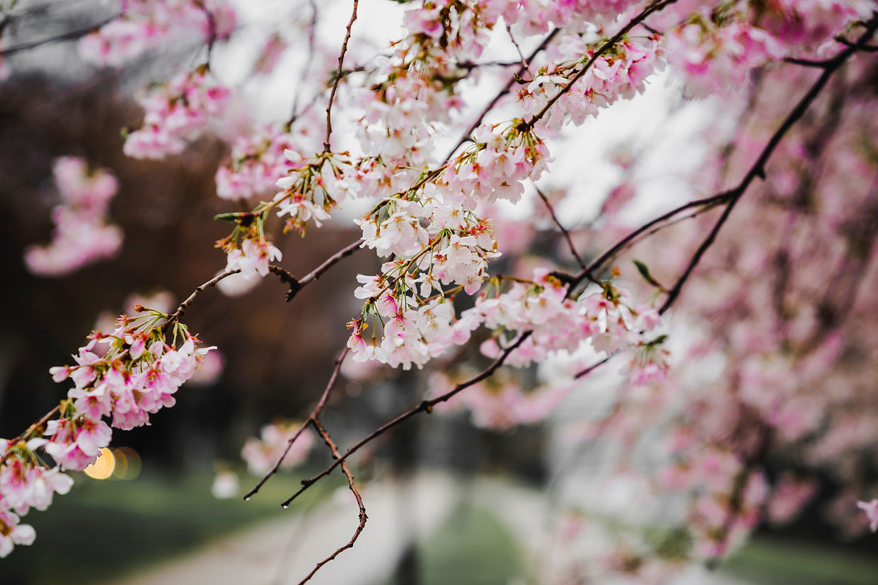 Fleurs de cerisier