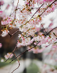 Cherry Blossoms