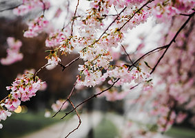 Sirop artisanal de Sakura