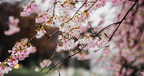 4月のお休み