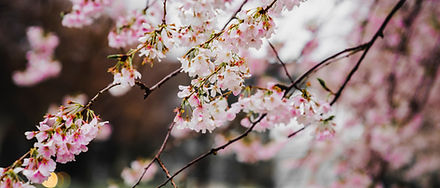 Cherry blossoms in bloom