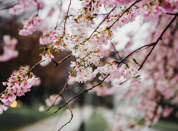 桜