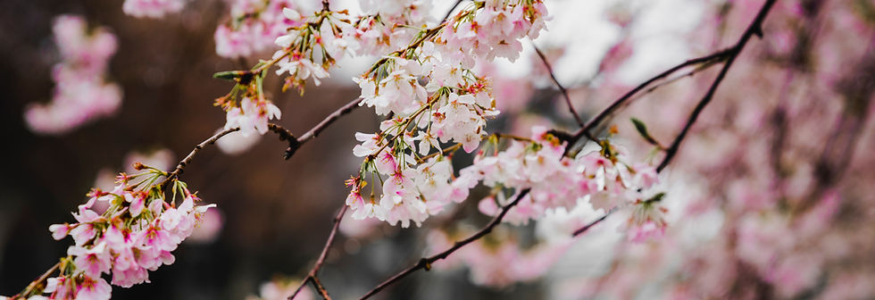 Cherry Blossoms