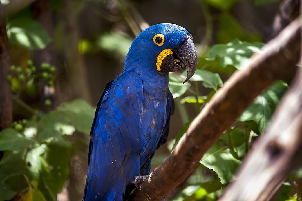Arara azul