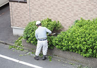 剪定