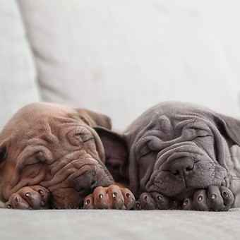 Two puppies sleeping