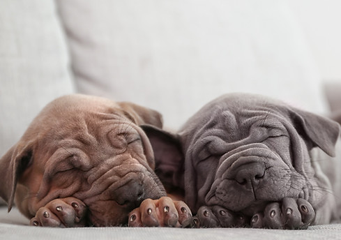 Two puppies sleeping