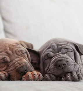 Two puppies sleeping