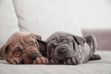 Two puppies, one brown and one grey, peacefully sleeping on a light gray couch. Their faces are relaxed and serene. Background is blurred.