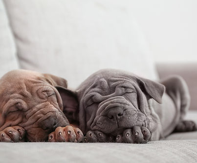 Two puppies sleeping