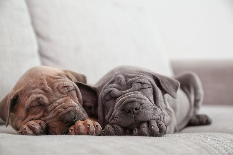 Dois cachorros a dormir