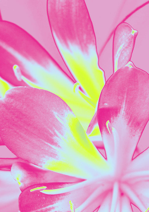 Pink Floral Closeup