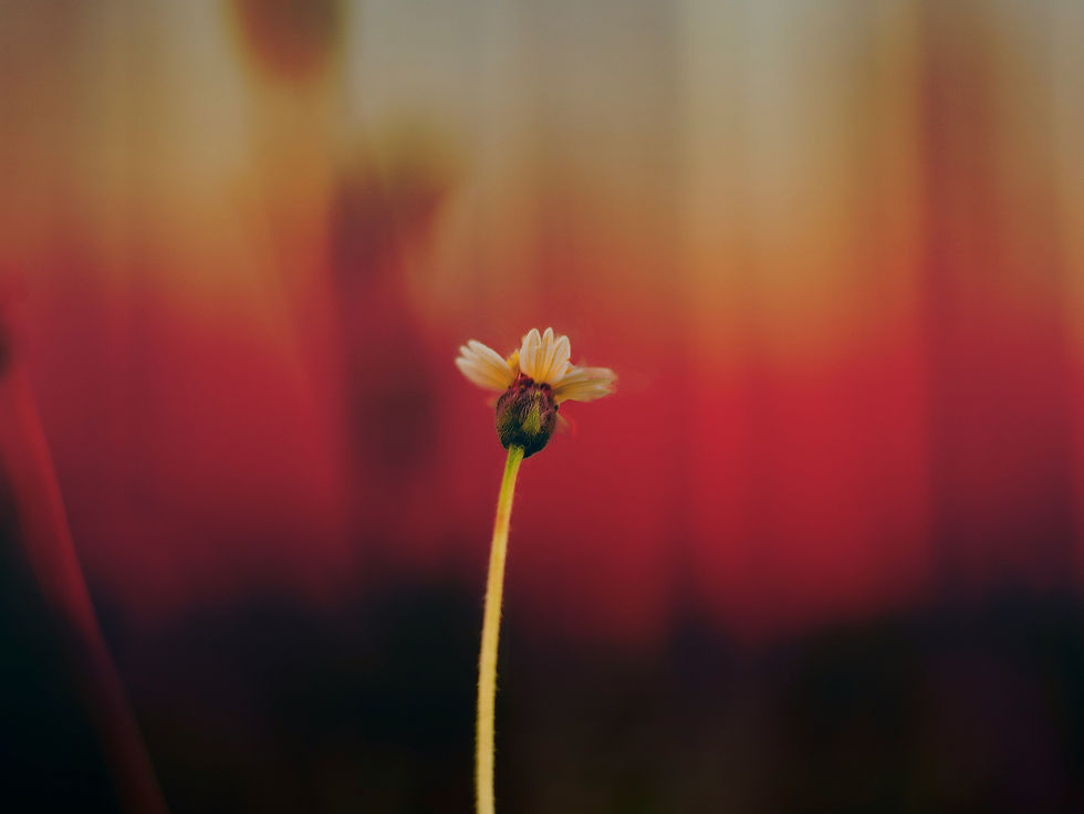Single Flower Bloom