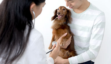 診察を受ける犬