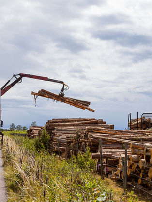 Cattle Laundering and Much More