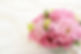 美しい花