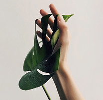 Hand and Leaf