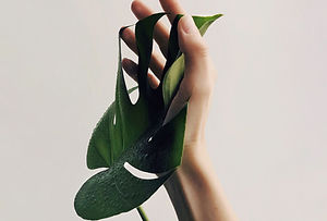 Main avec feuille verte, symbole du Somatic Experiencing