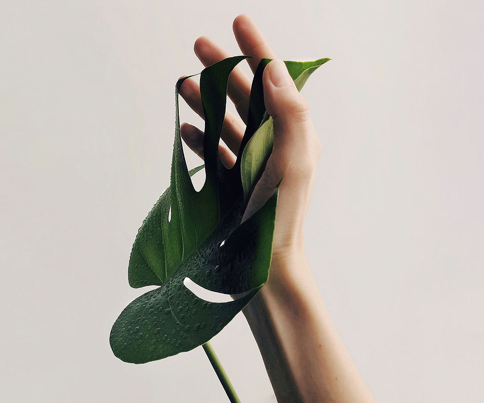 Hand Holding Leaf
