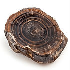 Petrified Wood Cross-Section