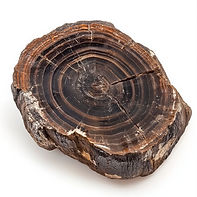 Petrified Wood Slice