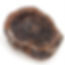 Petrified Wood Slice