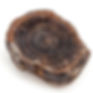 Petrified Wood Slice