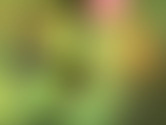 Hummingbirds, Garden's Angels