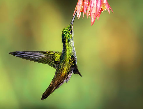 Hummingbird