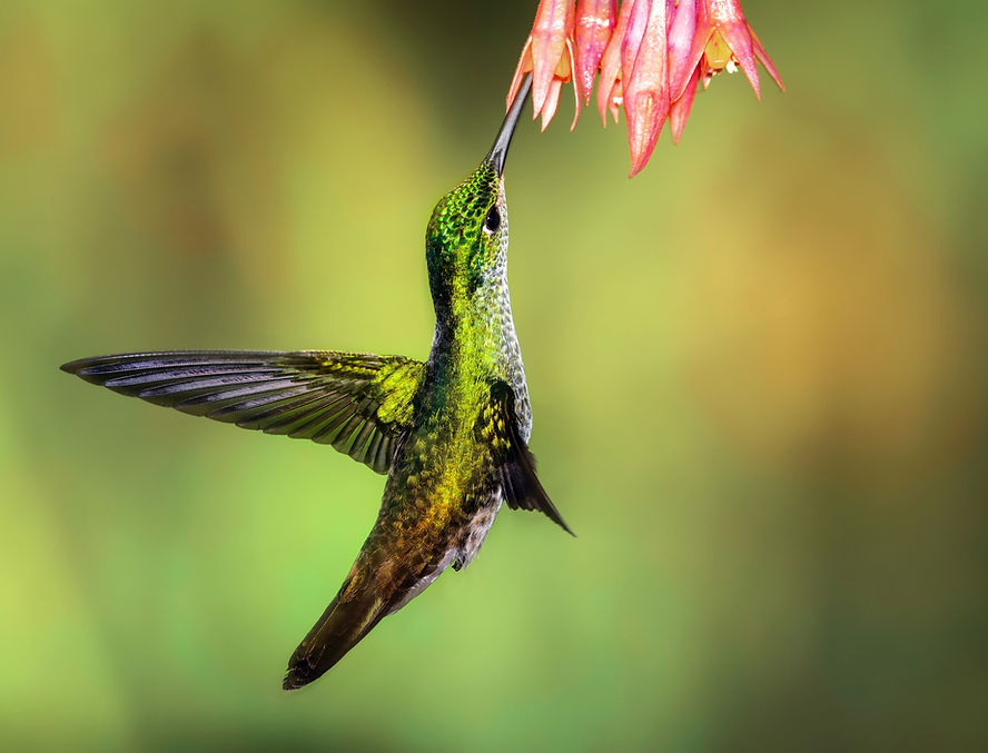 Alimentazione del colibrì