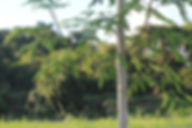 Moringa oleifera