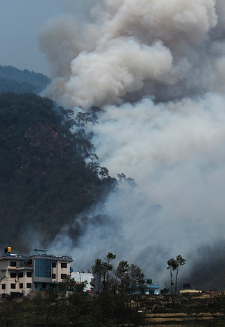 Forest Fire