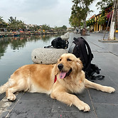 A Golden Retriever traveling with his owner to Hoi An, Vietnam