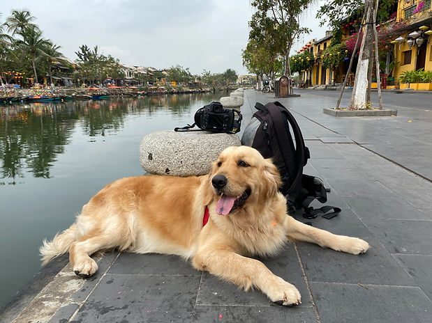 Ein Golden Retriever reist mit seinem Besitzer nach Hoi An, Vietnam