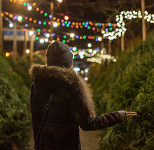 Scegliere un albero di Natale