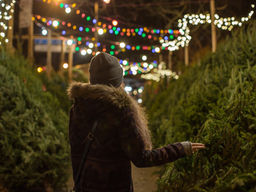 Western North Carolina Christmas Tree Farmers Seek Recovery After Hurricane Helene