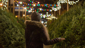 6 x de mooiste echte kerstbomen in Hilversum e.o.