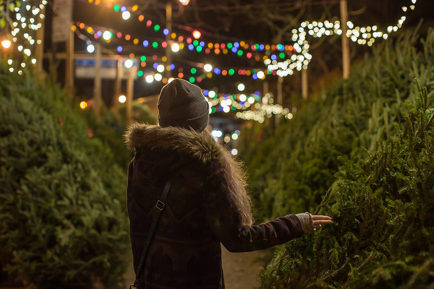 Picking a Christmas Tree