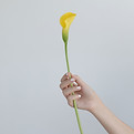 Yellow Calla